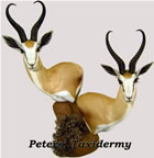 Spring buck Wall Pedestals with habitat mounted by Peters' Taxidermy 